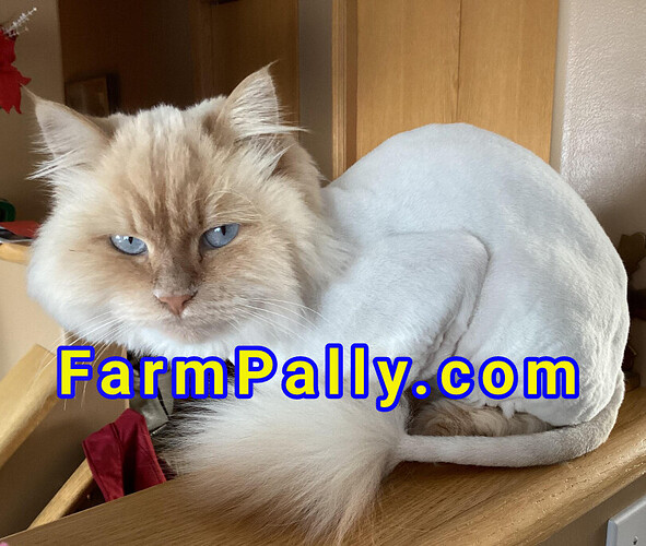 is it ok to shave ragdoll cats Farmpally.com
